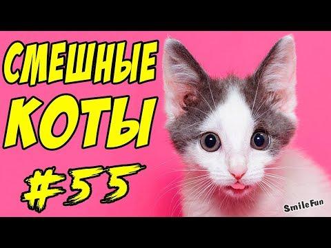 Смешные Коты Кошки Видео Приколы с Котами Кошками ДО СЛЁЗ 2017