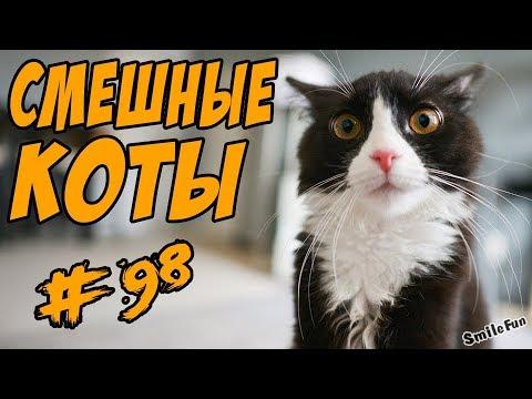 Смешные кошки 2018 Коты Приколы с Кошками  и Котами ДО СЛЁЗ Very Funny Cats