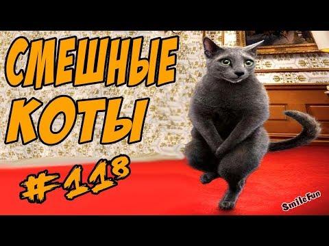 Смешные Кошки и Коты  До Слёз Приколы с котами и кошками  2018 Funny Cats