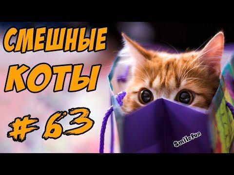 Приколы с котами 2017 ДО СЛЁЗ Смешные Коты Видео Кошки