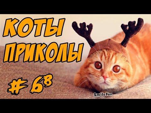 Приколы с Котами  2017 Смешные коты и кошки До Слёз Funny Cats Compilation