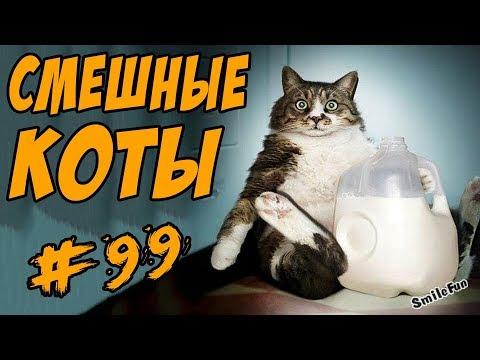 Смешные Кошки Видео Коты ДО СЛЁЗ Приколы с Котами 2018 Funny Cats