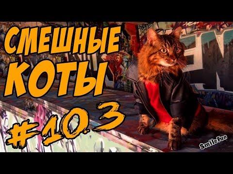 Смешные Коты и Кошки 2018 Лучшие Приколы с Котами и Кошками 2018 Funny Cats