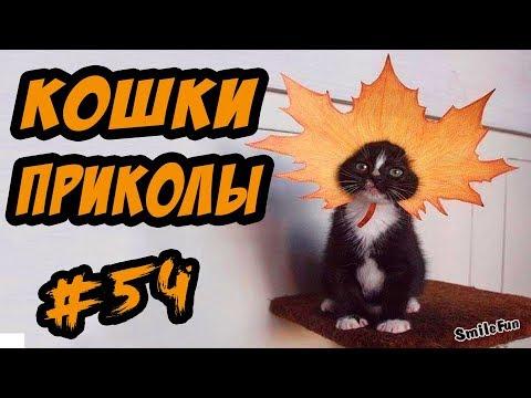 Приколы с Кошками Котами ДО СЛЁЗ Смешные Видео Коты Кошки 2017