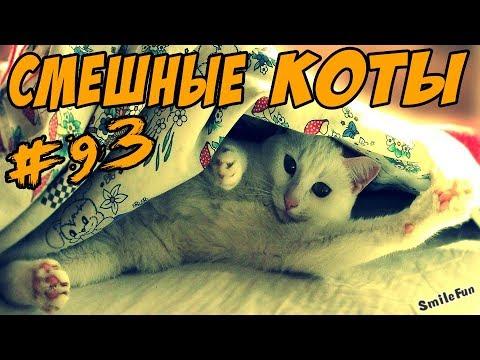 Приколы про кошек и котов Смешные кошки Видео коты  ТОПовая ПОДБОРКА 2017 Funny Cats Compilation