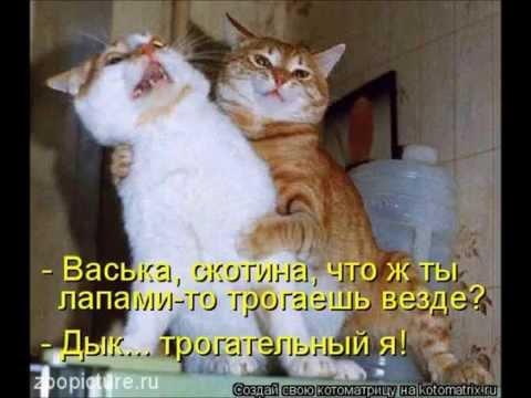 Веселые картинки. Смешные картинки котов и кошек.