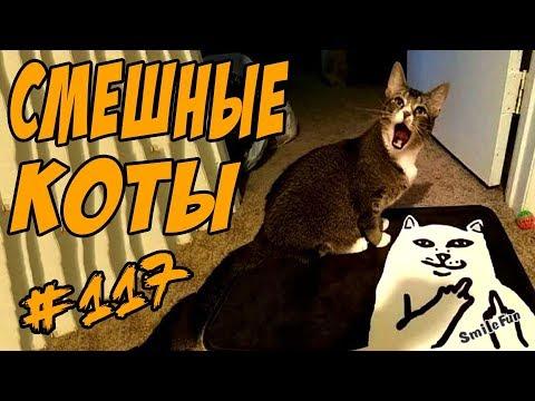 Приколы с котами До слёз Смешные кошки и коты 2018 Funny Cats