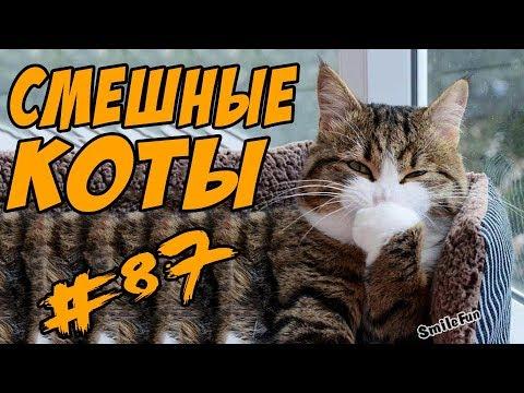 Смешные коты ДО СЛЁЗ Кошки Приколы с котами 2017