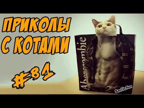 Смешные Коты Приколы с котами ДО СЛЁЗ 2017 Funny Cats Compilation