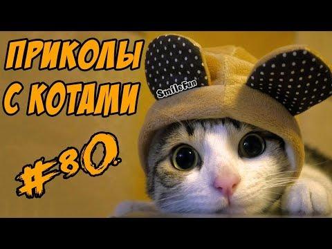 Смешные Кошки До Слёз Коты Приколы с Кошками 2017 Funny Cats Compilation