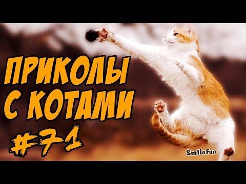 Приколы с кошками и котами Подборка Смешных котов и кошек 2017 Funny Cats Compilation