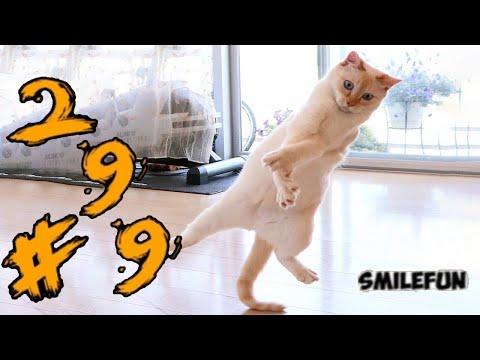 КОШКИ 2020 ПРИКОЛЫ С КОТАМИ Смешные Коты 2020 Funny Cats