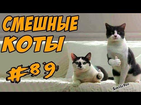 Приколы с котами Видео Коты 2017 Смешные кошки  ДО СЛЁЗ Funny Cats Compilation