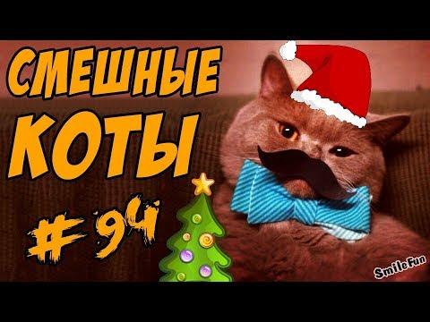 Смешные Коты 2018 Кошки Новогодние Приколы про кошек и котов ДО СЛЁЗ Funny Cats Compilation