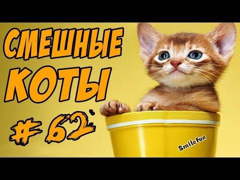 Смешные Коты Приколы с Кошками Видео Приколы С Котами ДО СЛЁЗ Funny Cats 2017