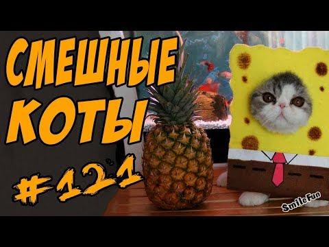 Смешные Кошки До Слёз Коты Приколы С Котами и Кошками 2018 Funny Cats