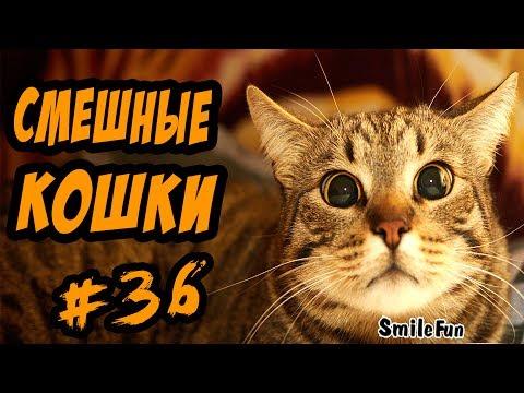 Смешные Кошки 2017 Приколы про котов и кошек