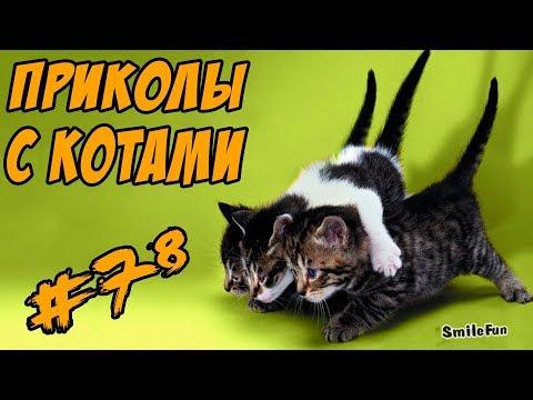 ТОПовая подборка Приколы с котами 2017 Смешные кошки и коты ДО СЛЁЗ Funny Cats Compilation