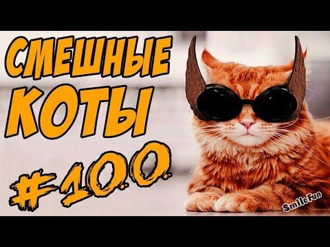 Смешные Кошки ДО СЛЁЗ Коты Приколы с Котами и Кошками 2018 Funny Cats