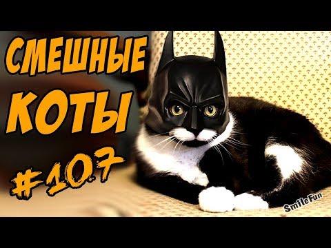 Смешные коты и Кошки Приколы с Котами и Кошками 2018 Funny Cats