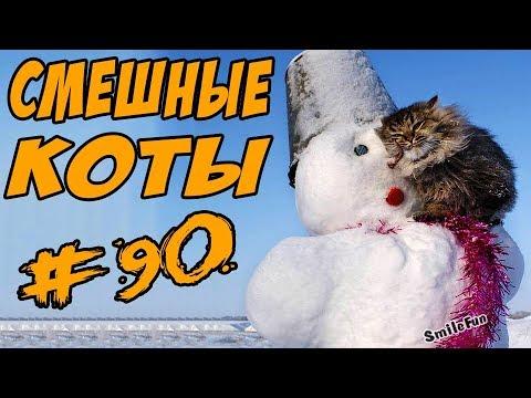 Приколы с котами  Коты 2017 Смешные кошки  ДО СЛЁЗ Funny Cats Compilation