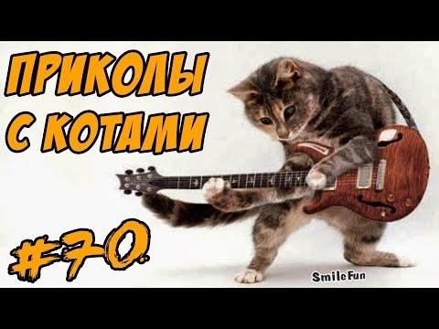 Смешные Коты Видео Кошки Приколы с котами Funny Cats Compilation 2017